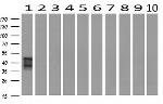 SH2D2A Antibody in Western Blot (WB)