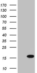 SH3BGRL Antibody in Western Blot (WB)