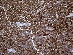 SH3BP1 Antibody in Immunohistochemistry (Paraffin) (IHC (P))