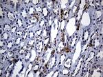 SH3BP1 Antibody in Immunohistochemistry (Paraffin) (IHC (P))