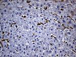 SH3BP1 Antibody in Immunohistochemistry (Paraffin) (IHC (P))