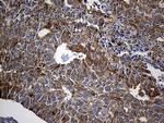 SH3BP1 Antibody in Immunohistochemistry (Paraffin) (IHC (P))