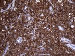 SH3BP1 Antibody in Immunohistochemistry (Paraffin) (IHC (P))