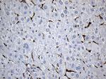 SH3BP1 Antibody in Immunohistochemistry (Paraffin) (IHC (P))