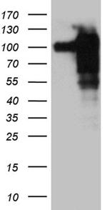 SH3BP1 Antibody in Western Blot (WB)