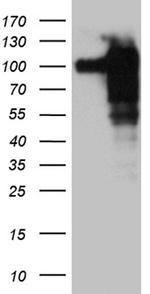 SH3BP1 Antibody in Western Blot (WB)
