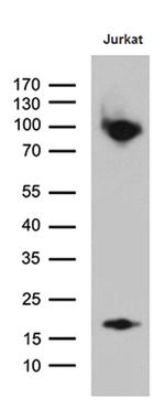 SH3BP1 Antibody in Western Blot (WB)