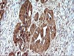 SHBG Antibody in Immunohistochemistry (Paraffin) (IHC (P))