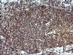 SHBG Antibody in Immunohistochemistry (Paraffin) (IHC (P))