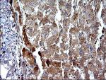 SHBG Antibody in Immunohistochemistry (Paraffin) (IHC (P))