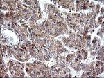 SHBG Antibody in Immunohistochemistry (Paraffin) (IHC (P))