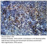 SHC Polyclonal Antibody