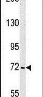 SHCBP1 Antibody in Western Blot (WB)