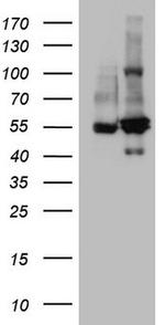 SHMT2 Antibody in Western Blot (WB)