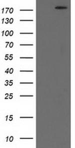 SHPRH Antibody in Western Blot (WB)