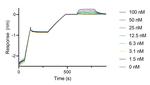Human Ig, lambda-LC-specific VHH Secondary Antibody in Functional Assay (Functional)