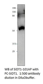 SIDT1 Polyclonal Antibody