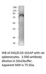 SIGLEC10 Polyclonal Antibody