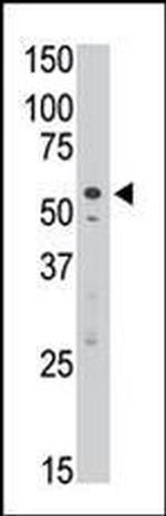 SIGLEC7 Antibody in Western Blot (WB)