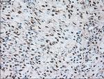 SIGLEC9 Antibody in Immunohistochemistry (Paraffin) (IHC (P))