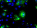 SIL1 Antibody in Immunocytochemistry (ICC/IF)