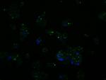 SIL1 Antibody in Immunocytochemistry (ICC/IF)