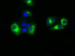 SIL1 Antibody in Immunocytochemistry (ICC/IF)