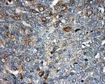 SIL1 Antibody in Immunohistochemistry (Paraffin) (IHC (P))