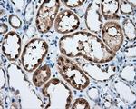 SIL1 Antibody in Immunohistochemistry (Paraffin) (IHC (P))