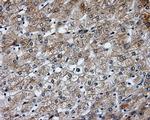 SIL1 Antibody in Immunohistochemistry (Paraffin) (IHC (P))