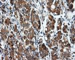SIL1 Antibody in Immunohistochemistry (Paraffin) (IHC (P))