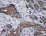 SIL1 Antibody in Immunohistochemistry (Paraffin) (IHC (P))