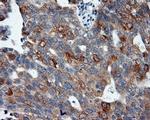 SIL1 Antibody in Immunohistochemistry (Paraffin) (IHC (P))
