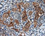 SIL1 Antibody in Immunohistochemistry (Paraffin) (IHC (P))