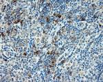 SIL1 Antibody in Immunohistochemistry (Paraffin) (IHC (P))