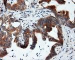 SIL1 Antibody in Immunohistochemistry (Paraffin) (IHC (P))