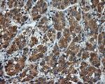 SIL1 Antibody in Immunohistochemistry (Paraffin) (IHC (P))