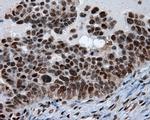 SIL1 Antibody in Immunohistochemistry (Paraffin) (IHC (P))