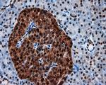 SIL1 Antibody in Immunohistochemistry (Paraffin) (IHC (P))