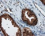 SIL1 Antibody in Immunohistochemistry (Paraffin) (IHC (P))