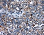 SIL1 Antibody in Immunohistochemistry (Paraffin) (IHC (P))
