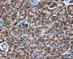 SIL1 Antibody in Immunohistochemistry (Paraffin) (IHC (P))