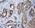 SIL1 Antibody in Immunohistochemistry (Paraffin) (IHC (P))