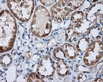 SIL1 Antibody in Immunohistochemistry (Paraffin) (IHC (P))