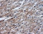 SIL1 Antibody in Immunohistochemistry (Paraffin) (IHC (P))