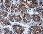 SIL1 Antibody in Immunohistochemistry (Paraffin) (IHC (P))