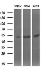 SIL1 Antibody in Western Blot (WB)