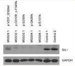 SIL1 Antibody in Western Blot (WB)