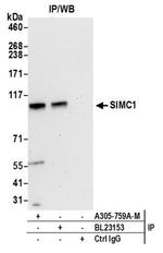 SIMC1 Polyclonal Antibody