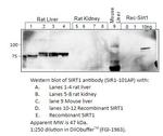 SIRT1 Polyclonal Antibody